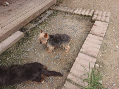 f:id:roukenhome-ann:20190708210754j:plain f:id:roukenhome-ann:20190708210754j:plain