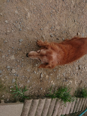 f:id:roukenhome-ann:20190708210953j:plain f:id:roukenhome-ann:20190708210953j:plain