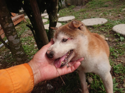 f:id:roukenhome-ann:20190708211122j:plain f:id:roukenhome-ann:20190708211122j:plain