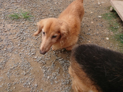 f:id:roukenhome-ann:20190708211202j:plain f:id:roukenhome-ann:20190708211202j:plain