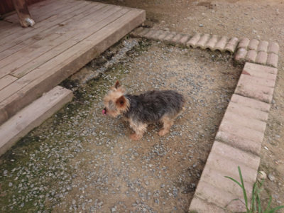 f:id:roukenhome-ann:20190708211207j:plain f:id:roukenhome-ann:20190708211207j:plain