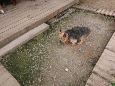 f:id:roukenhome-ann:20190708211216j:plain f:id:roukenhome-ann:20190708211216j:plain