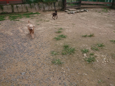 f:id:roukenhome-ann:20190708211248j:plain f:id:roukenhome-ann:20190708211248j:plain