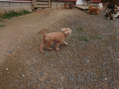f:id:roukenhome-ann:20190708211359j:plain f:id:roukenhome-ann:20190708211359j:plain