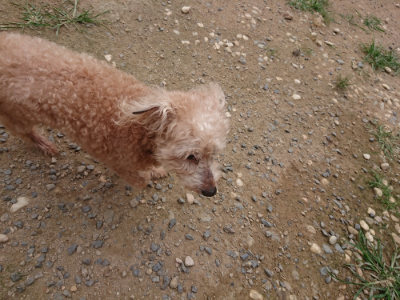 f:id:roukenhome-ann:20190708211515j:plain f:id:roukenhome-ann:20190708211515j:plain
