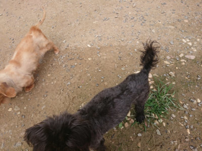 f:id:roukenhome-ann:20190708211525j:plain f:id:roukenhome-ann:20190708211525j:plain