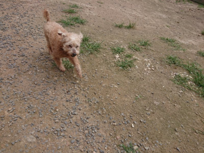 f:id:roukenhome-ann:20190708211540j:plain f:id:roukenhome-ann:20190708211540j:plain