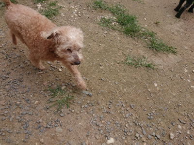f:id:roukenhome-ann:20190708211555j:plain f:id:roukenhome-ann:20190708211555j:plain