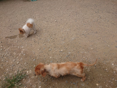 f:id:roukenhome-ann:20190708211656j:plain f:id:roukenhome-ann:20190708211656j:plain