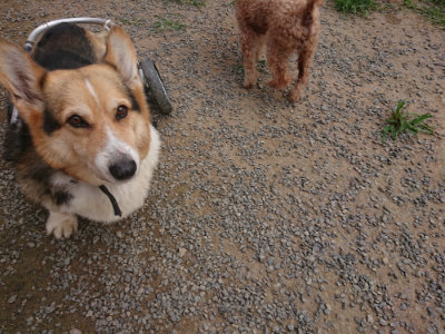 f:id:roukenhome-ann:20190708211736j:plain f:id:roukenhome-ann:20190708211736j:plain