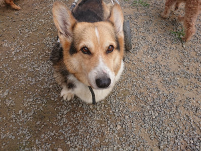 f:id:roukenhome-ann:20190708211744j:plain f:id:roukenhome-ann:20190708211744j:plain