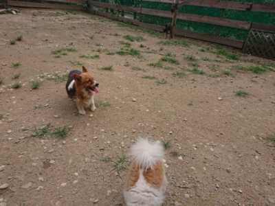 f:id:roukenhome-ann:20190708212013j:plain f:id:roukenhome-ann:20190708212013j:plain