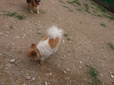 f:id:roukenhome-ann:20190708212022j:plain f:id:roukenhome-ann:20190708212022j:plain