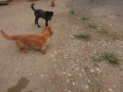 f:id:roukenhome-ann:20190708212036j:plain f:id:roukenhome-ann:20190708212036j:plain