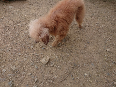 f:id:roukenhome-ann:20190708212048j:plain f:id:roukenhome-ann:20190708212048j:plain
