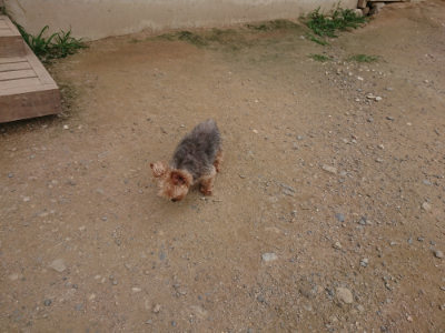 f:id:roukenhome-ann:20190708212108j:plain f:id:roukenhome-ann:20190708212108j:plain