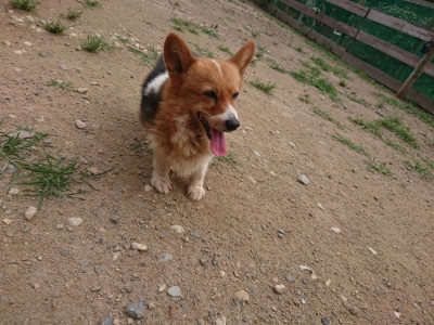 f:id:roukenhome-ann:20190708212114j:plain f:id:roukenhome-ann:20190708212114j:plain