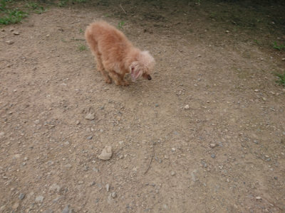 f:id:roukenhome-ann:20190708212201j:plain f:id:roukenhome-ann:20190708212201j:plain