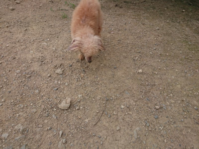 f:id:roukenhome-ann:20190708212519j:plain f:id:roukenhome-ann:20190708212519j:plain