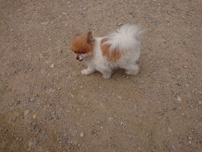 f:id:roukenhome-ann:20190708212558j:plain f:id:roukenhome-ann:20190708212558j:plain