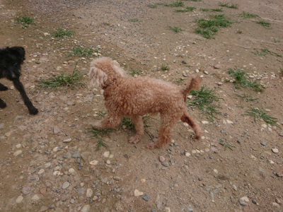 f:id:roukenhome-ann:20190708212646j:plain f:id:roukenhome-ann:20190708212646j:plain