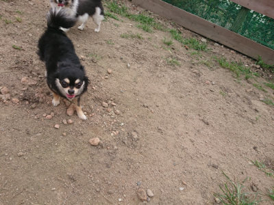 f:id:roukenhome-ann:20190708212653j:plain f:id:roukenhome-ann:20190708212653j:plain