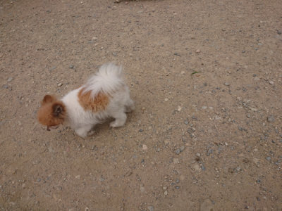 f:id:roukenhome-ann:20190708212659j:plain f:id:roukenhome-ann:20190708212659j:plain