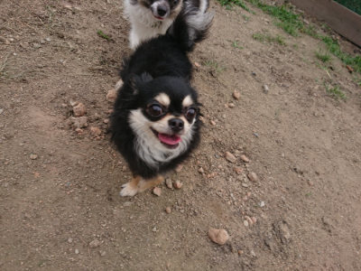 f:id:roukenhome-ann:20190708212705j:plain f:id:roukenhome-ann:20190708212705j:plain