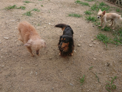 f:id:roukenhome-ann:20190708212710j:plain f:id:roukenhome-ann:20190708212710j:plain