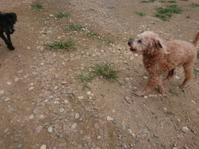 f:id:roukenhome-ann:20190708212742j:plain f:id:roukenhome-ann:20190708212742j:plain