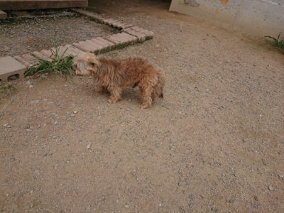 f:id:roukenhome-ann:20190708212817j:plain f:id:roukenhome-ann:20190708212817j:plain