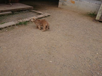 f:id:roukenhome-ann:20190708212859j:plain f:id:roukenhome-ann:20190708212859j:plain