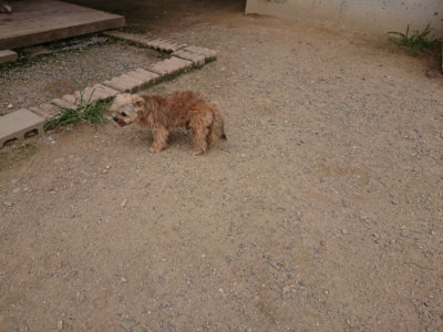 f:id:roukenhome-ann:20190708212932j:plain f:id:roukenhome-ann:20190708212932j:plain