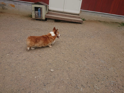 f:id:roukenhome-ann:20190708212950j:plain f:id:roukenhome-ann:20190708212950j:plain