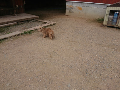 f:id:roukenhome-ann:20190708213005j:plain f:id:roukenhome-ann:20190708213005j:plain