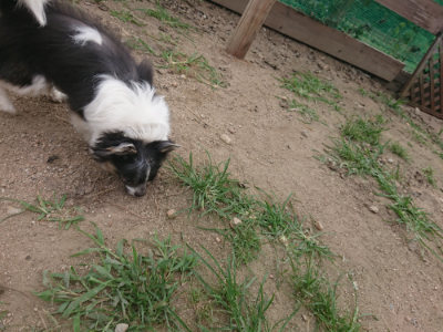 f:id:roukenhome-ann:20190708213014j:plain f:id:roukenhome-ann:20190708213014j:plain