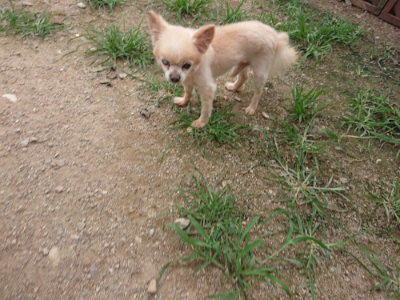 f:id:roukenhome-ann:20190708213020j:plain f:id:roukenhome-ann:20190708213020j:plain