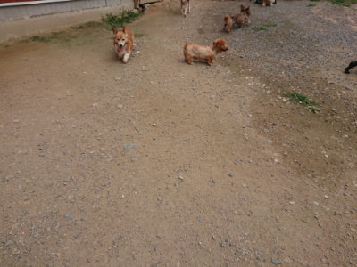 f:id:roukenhome-ann:20190708213046j:plain f:id:roukenhome-ann:20190708213046j:plain