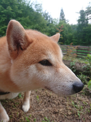 f:id:roukenhome-ann:20190709050140j:plain f:id:roukenhome-ann:20190709050140j:plain