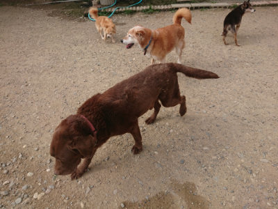 f:id:roukenhome-ann:20190709050145j:plain f:id:roukenhome-ann:20190709050145j:plain