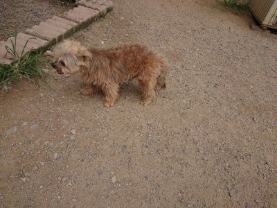 f:id:roukenhome-ann:20190709050202j:plain f:id:roukenhome-ann:20190709050202j:plain