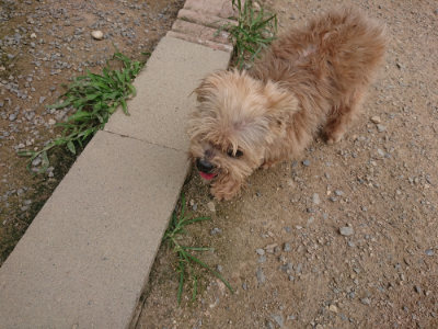 f:id:roukenhome-ann:20190709050207j:plain f:id:roukenhome-ann:20190709050207j:plain