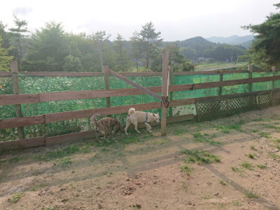 f:id:roukenhome-ann:20190709050225j:plain f:id:roukenhome-ann:20190709050225j:plain