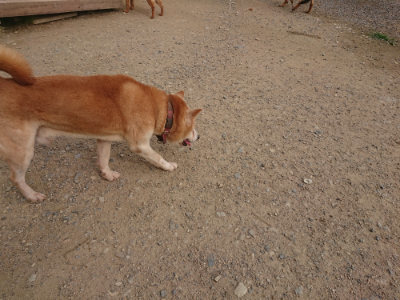 f:id:roukenhome-ann:20190709050233j:plain f:id:roukenhome-ann:20190709050233j:plain