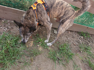 f:id:roukenhome-ann:20190709050242j:plain f:id:roukenhome-ann:20190709050242j:plain