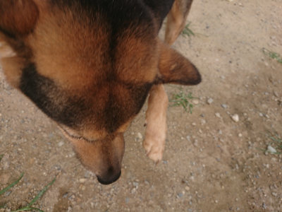 f:id:roukenhome-ann:20190709050246j:plain f:id:roukenhome-ann:20190709050246j:plain