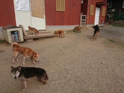 f:id:roukenhome-ann:20190709050254j:plain f:id:roukenhome-ann:20190709050254j:plain