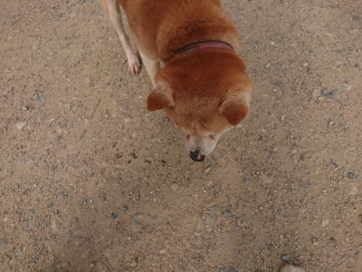 f:id:roukenhome-ann:20190709050313j:plain f:id:roukenhome-ann:20190709050313j:plain