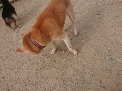 f:id:roukenhome-ann:20190709050335j:plain f:id:roukenhome-ann:20190709050335j:plain