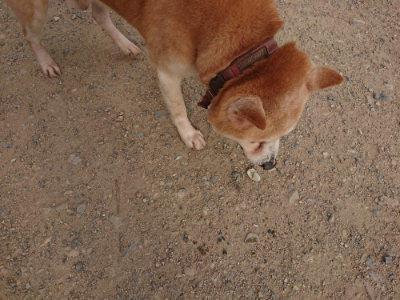 f:id:roukenhome-ann:20190709050349j:plain f:id:roukenhome-ann:20190709050349j:plain